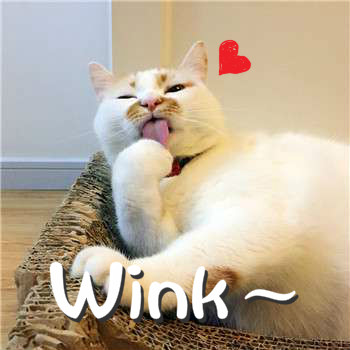 wink2.jpg
